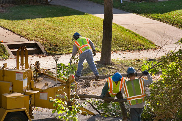 Best Tree Planting Services  in Fountainebleau, FL